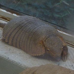 Armadillo