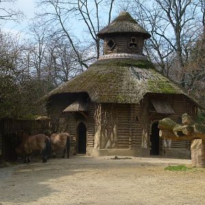 Przewalski Horse enclosure