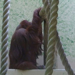 Orangutan