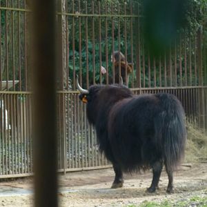Yak