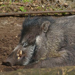 Warty Pig