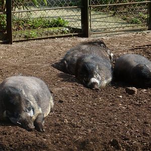 Warty Pigs