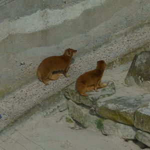 Yellow Mongooses