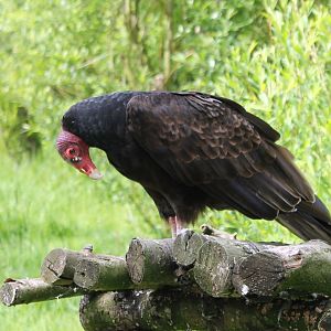 Turkey vulture