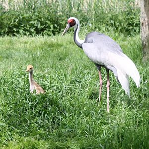 White-necked crane with chick