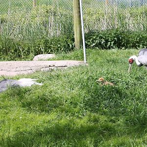 White-necked crane family
