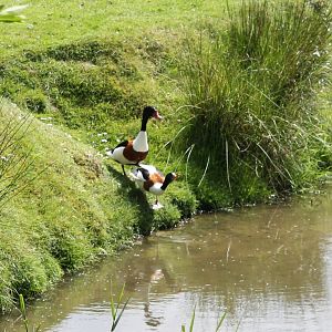 Common shelducks
