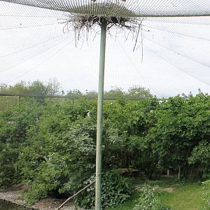 Black and White storks