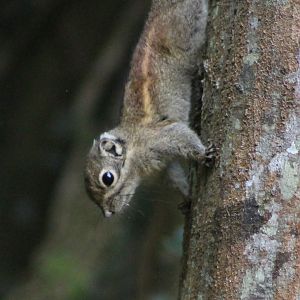 Maritime Striped Squirrel (Tamiops maritimus)