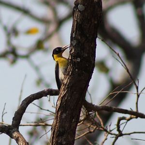 Black-headed Woodpecker (Picus erythropygius)