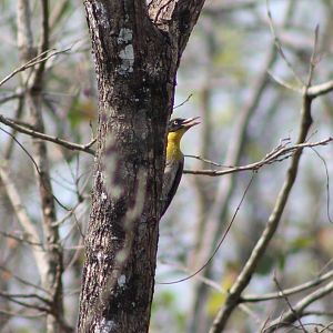 Black-headed Woodpecker (Picus erythropygius)