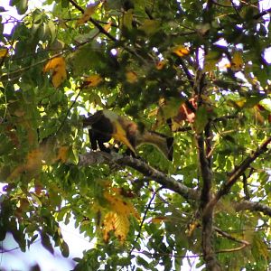 Yellow-throated Marten (Martes flavigula)