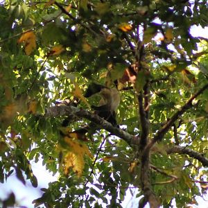 Yellow-throated Marten (Martes flavigula)