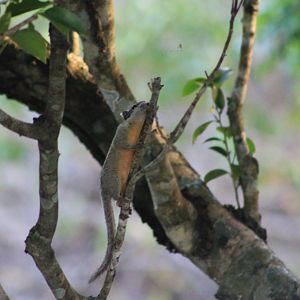 Cambodian Striped Squirrel (Tamiops rodolphii)