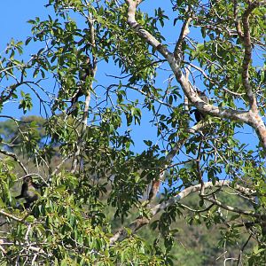 Black-shanked Doucs (Pygathrix nigripes)