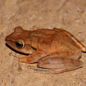 unidentified frog (maybe Polypedates megacephalus)