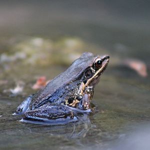 unidentified frog