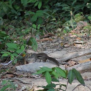 Berdmore's (Indochinese) Ground Squirrel (Menetes berdmorei)