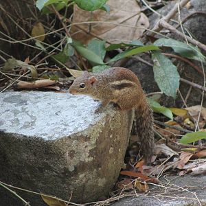 Berdmore's (Indochinese) Ground Squirrel (Menetes berdmorei)