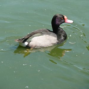 Rosybill pochard