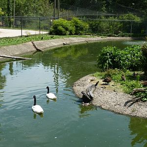 Multi national aviary