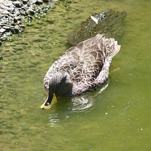 African Yellow billed duck