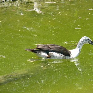 Old world Comb duck female
