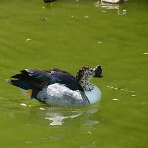 Old world Comb duck, Male