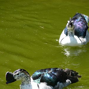 Old world comb duck, males