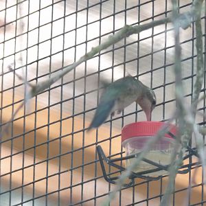 Broad billed hummingbird