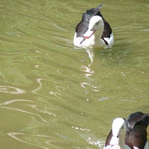 Radjah shelducks