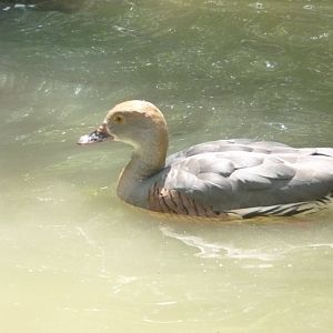Eyton's (plumed) Whistling duck