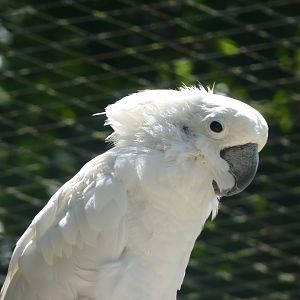 Umbrella cockatoo