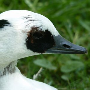 Smew, male