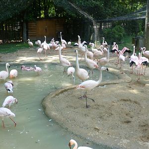 Flamingo avairy