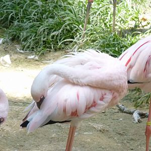 Lesser flamingo