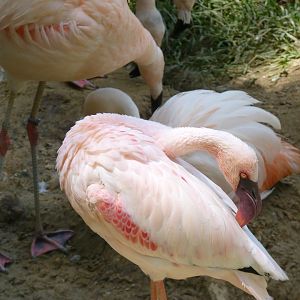 Lesser flamingo