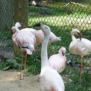 Chilean and lesser flamingo
