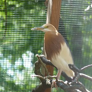 Javan pond heron