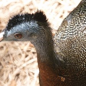 Malayan Great Argus pheasant
