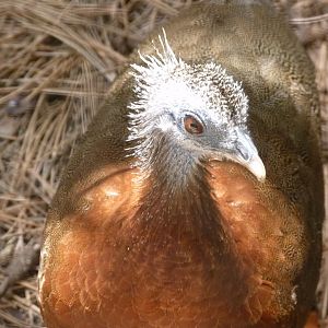 Malayan Great Argus pheasant, hen