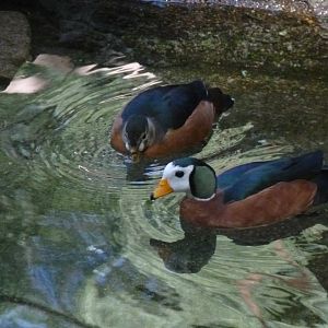 African Pygmy geese