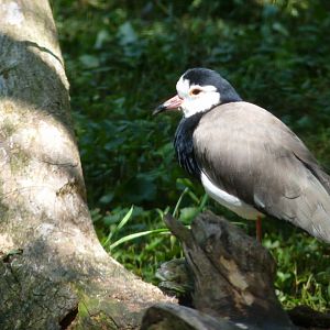 Long toed plover
