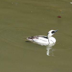 Smew, male
