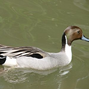 Northern pintail