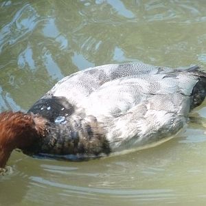 Diving European (common) Pochard, male