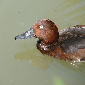 Ferruginous Pochard, male