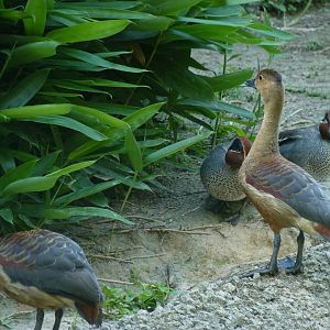 Javan whistling duck and Eurasian Green wing Teal