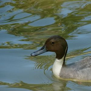 Northern pintail