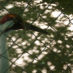 Whooping Crane , male
